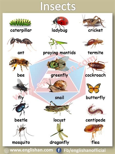 Insect Names : Word List in Tagalog .